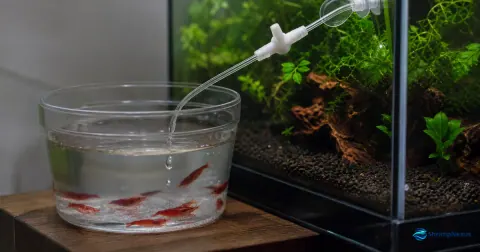 Aclimatação gota a gota de camarões Neocaridina num recipiente junto ao aquário