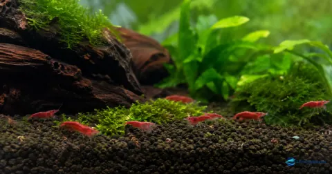 Camarões Neocaridina saudáveis num aquário plantado estável
