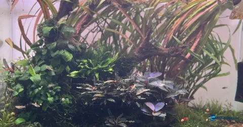 Aquário plantado com musgo de Java, Anubias, feto de Java e camarões Neocaridina vermelhos