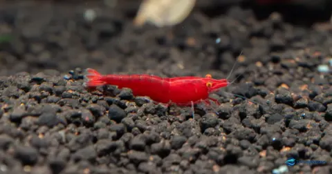 Macro de camarão Neocaridina com olhos cor de laranja brilhantes sobre substrato escuro