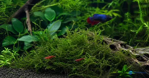 Betta e Neocaridina separados por uma zona densa de musgo num aquário plantado