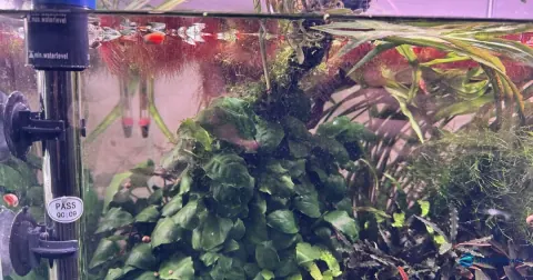 termostato dentro do aquario de neocaridina no inverno