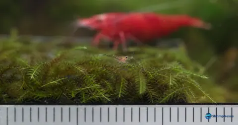 Cria pequena de Neocaridina sobre musgo com referência visual de escala