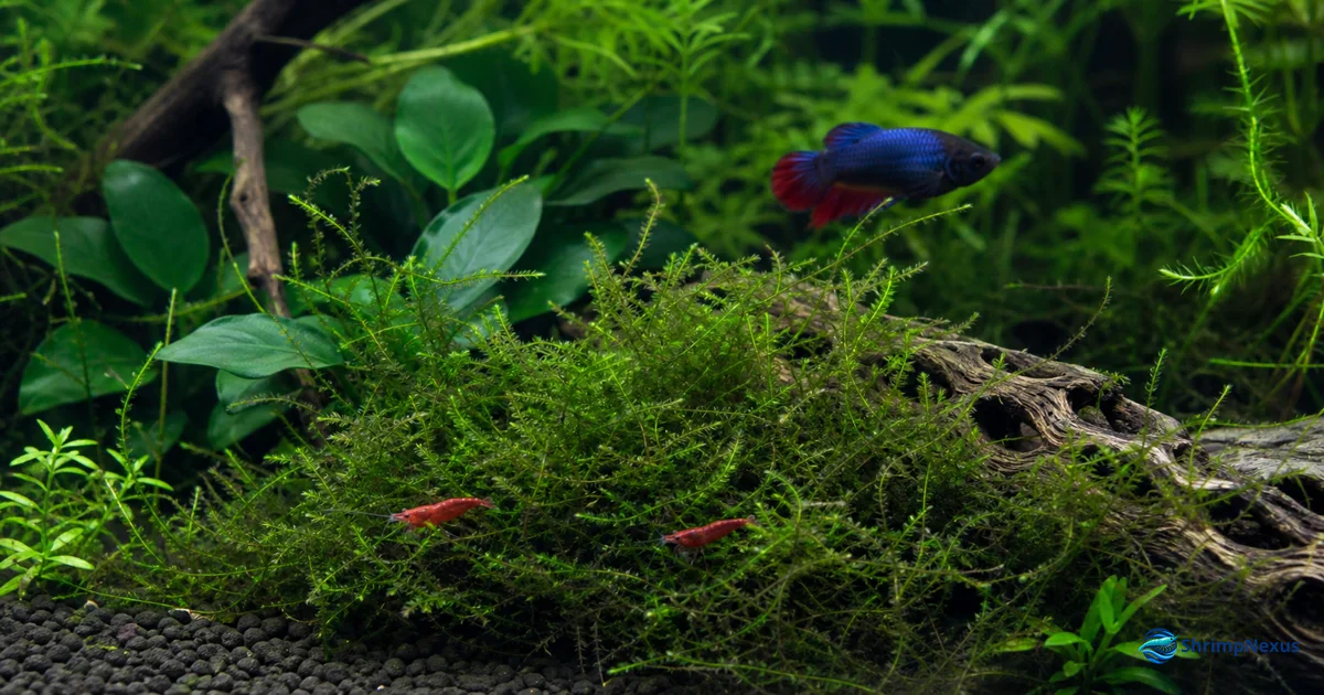 Betta e Neocaridina separados por uma zona densa de musgo num aquário plantado