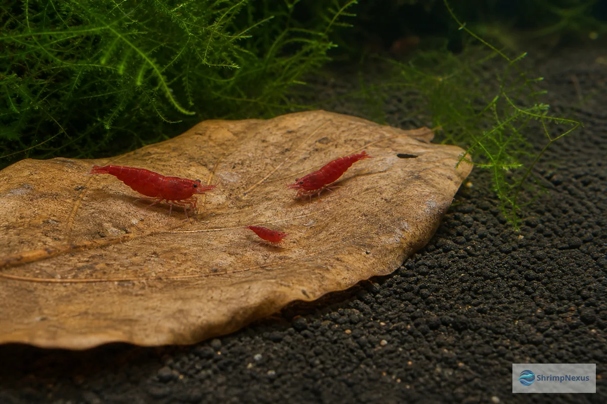 Camarões Neocaridina adultos e juvenil a pastar numa folha de Catappa