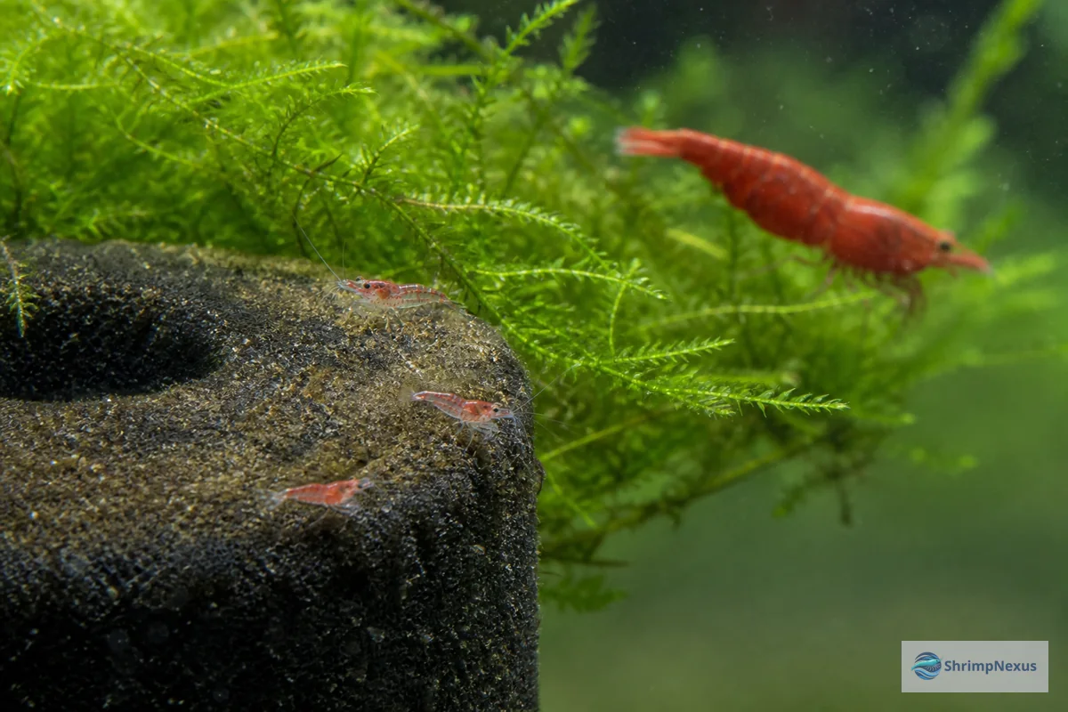 Crias minúsculas de Neocaridina a pastar biofilme junto a musgo e filtro de esponja