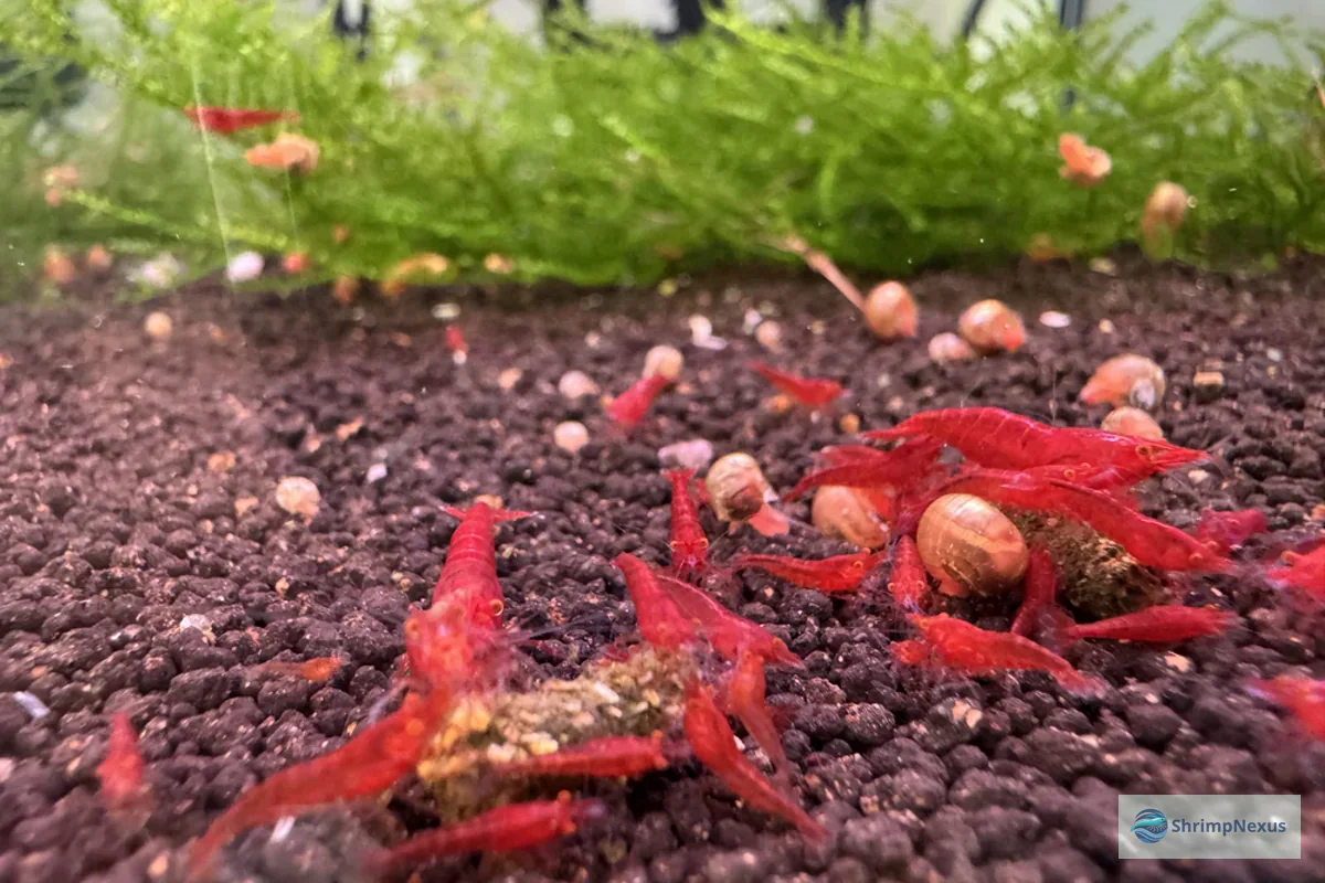 Colónia de camarões Neocaridina de vários tamanhos a alimentar-se no substrato