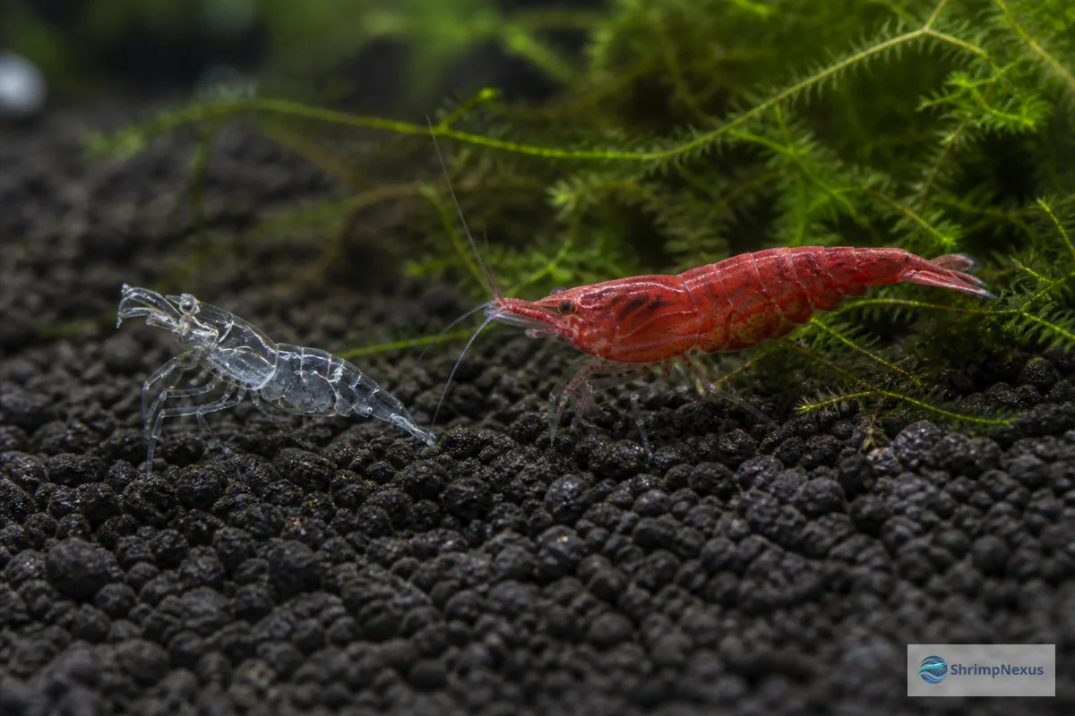 Exúvia transparente ao lado de um camarão Neocaridina vivo