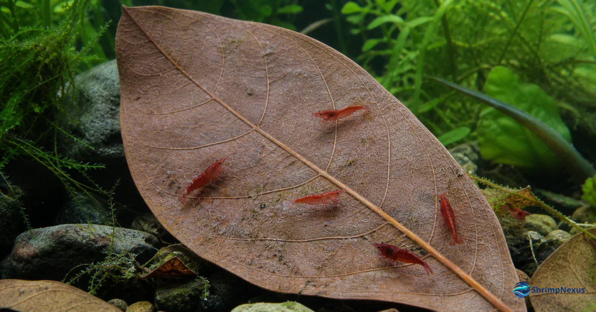 Camarões Neocaridina a pastar numa folha de Catappa dentro do aquário