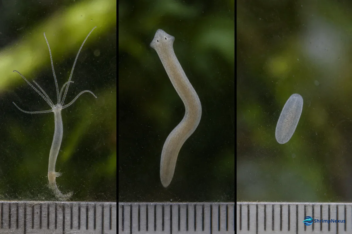 Comparação à mesma escala entre hidra, planária e Rhabdocoela no vidro do aquário