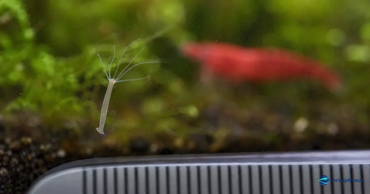 Hidra transparente presa ao vidro de um aquário com Neocaridina desfocada ao fundo