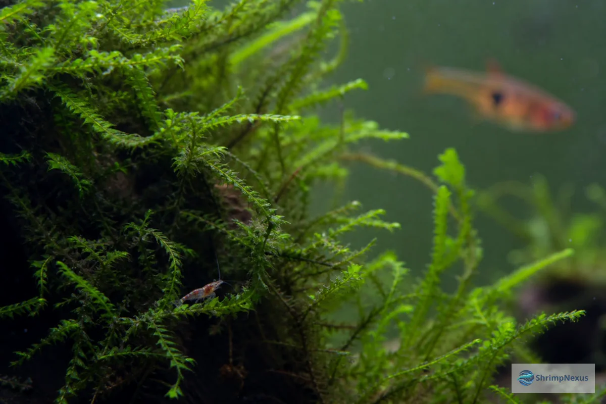 Camarão Neocaridina entre musgo denso num aquário nano plantado