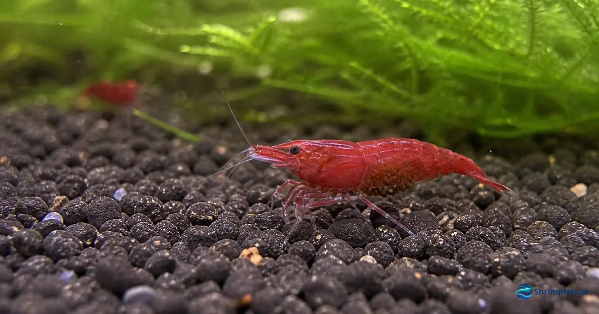 Fêmea Neocaridina ovada com ovos visíveis sob o abdómen