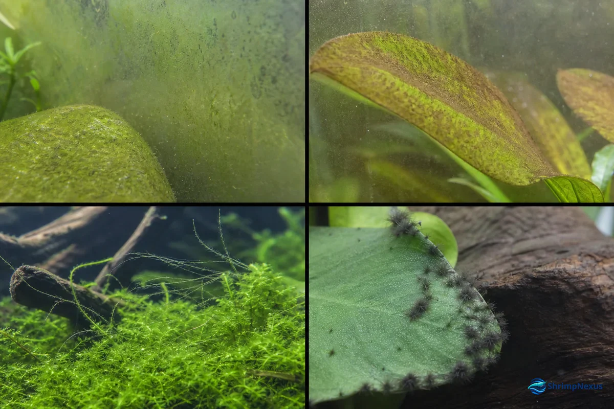 Comparação de película verde, diatomáceas, algas filamentosas e tufos escuros no aquário