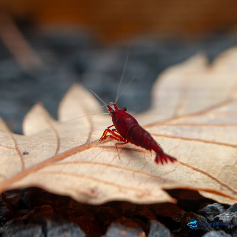 Neocaridina Bloody Mary (Neocaridina davidi var. Bloody Mary) - Foto 2 | ShrimpNexus Portugal
