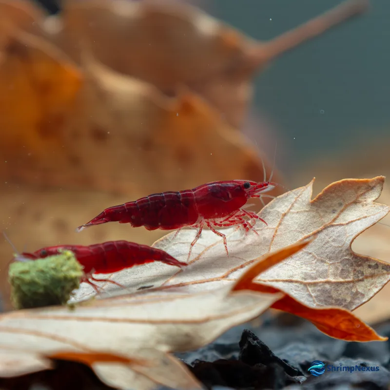Neocaridina Bloody Mary (Neocaridina davidi var. Bloody Mary) - Foto 8 | ShrimpNexus Portugal