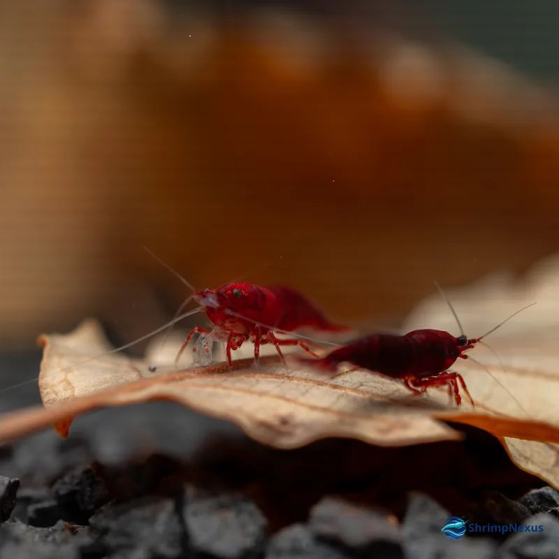 Neocaridina Bloody Mary (Neocaridina davidi var. Bloody Mary) - Foto 9 | ShrimpNexus Portugal