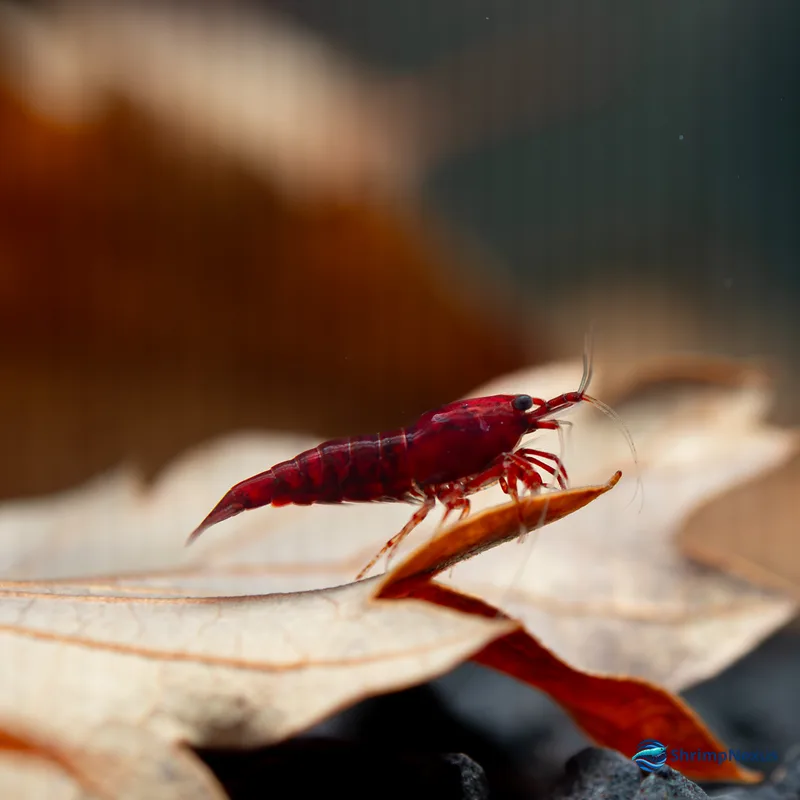 Neocaridina Bloody Mary (Neocaridina davidi var. Bloody Mary), Neocaridina. Comprar em Portugal