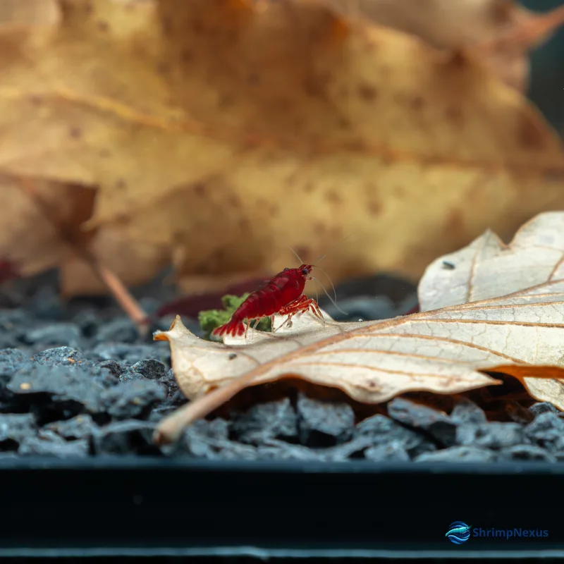 Neocaridina Bloody Mary (Neocaridina davidi var. Bloody Mary) - Foto 4 | ShrimpNexus Portugal