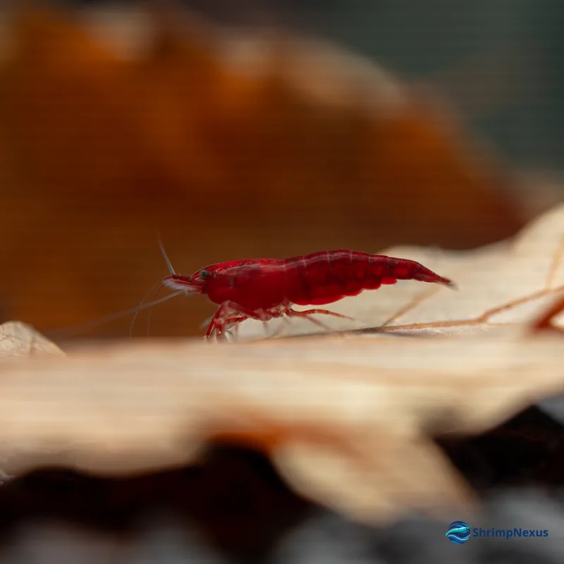 Neocaridina Bloody Mary (Neocaridina davidi var. Bloody Mary) - Foto 5 | ShrimpNexus Portugal