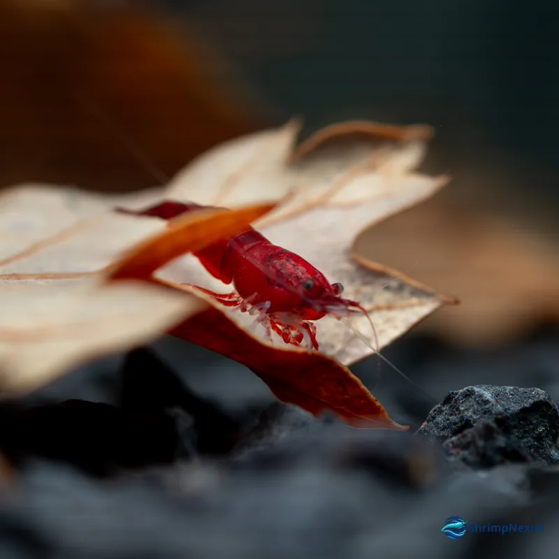 Neocaridina Bloody Mary (Neocaridina davidi var. Bloody Mary) - Foto 6 | ShrimpNexus Portugal