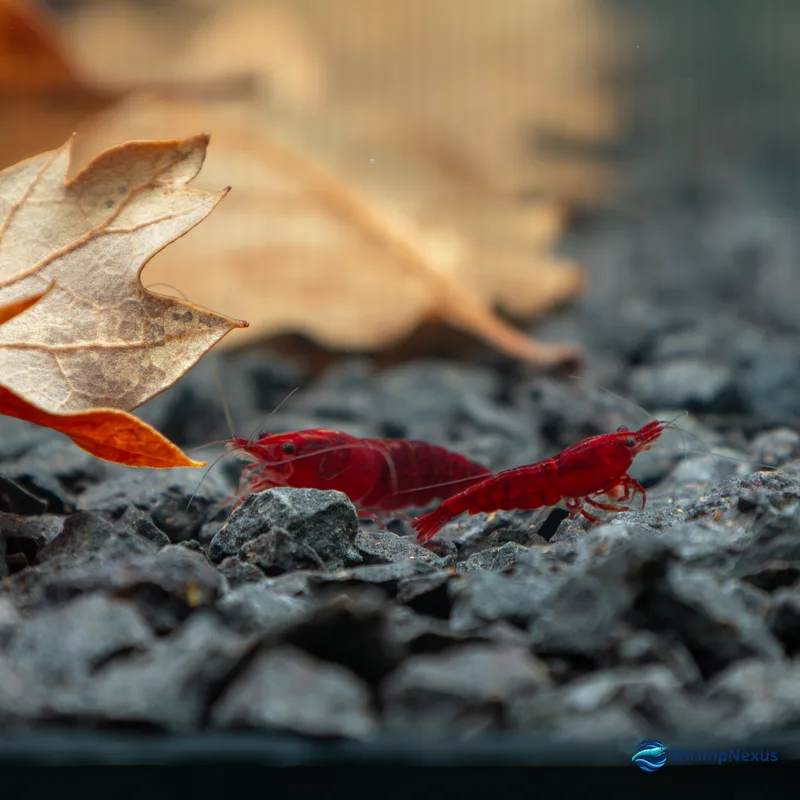 Neocaridina Bloody Mary (Neocaridina davidi var. Bloody Mary) - Foto 3 | ShrimpNexus Portugal