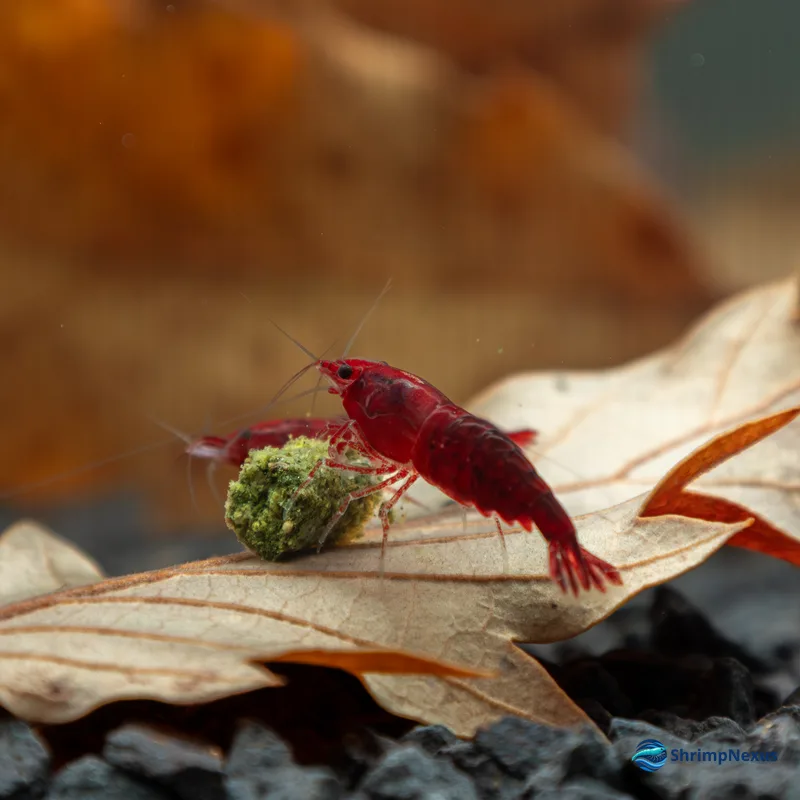 Neocaridina Bloody Mary (Neocaridina davidi var. Bloody Mary) - Foto 7 | ShrimpNexus Portugal