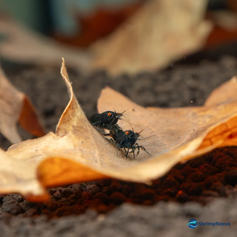 Blue Black Sapphire OE (Neocaridina davidi var. Blue Black OE) - Foto 2 | ShrimpNexus Portugal