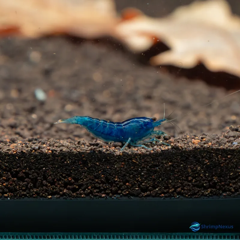 Neocaridina Blue Dream (Neocaridina davidi var. Blue), Neocaridina. Comprar em Portugal