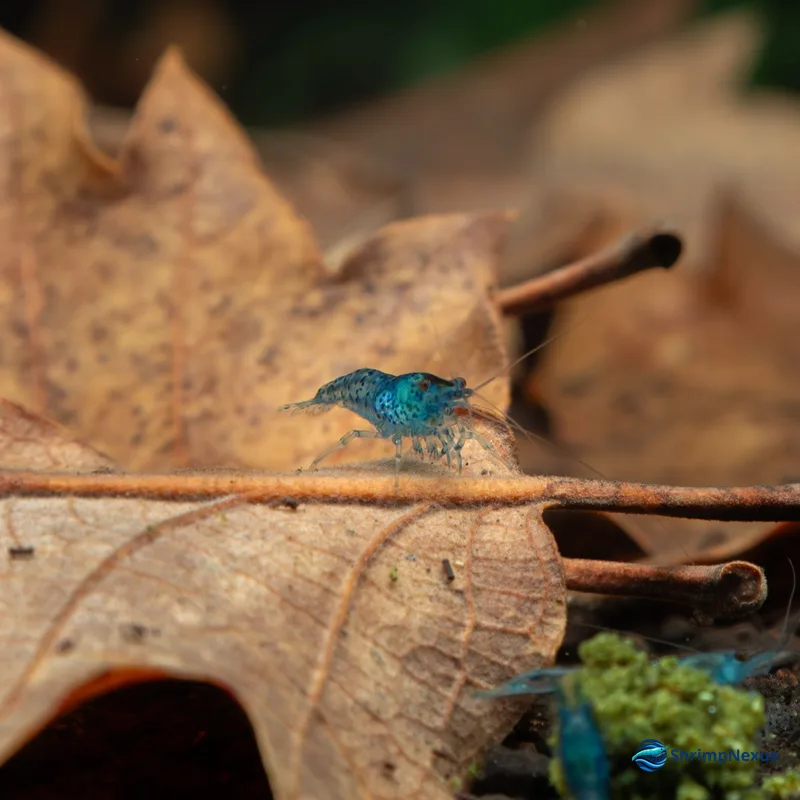 Neocaridina Blue Jelly (Neocaridina davidi var. Blue Jelly), Neocaridina. Comprar em Portugal