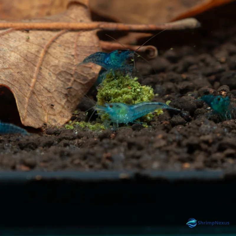 Neocaridina Blue Jelly (Neocaridina davidi var. Blue Jelly) - Foto 2 | ShrimpNexus Portugal
