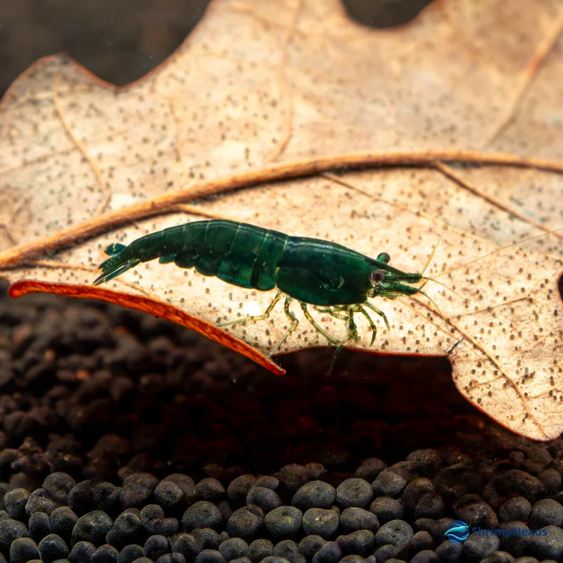 Neocaridina Green Jade (Neocaridina davidi var. Green Jade), Neocaridina. Comprar em Portugal