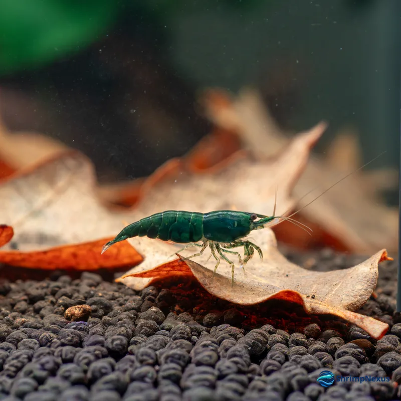 Neocaridina Green Jade (Neocaridina davidi var. Green Jade) - Foto 3 | ShrimpNexus Portugal