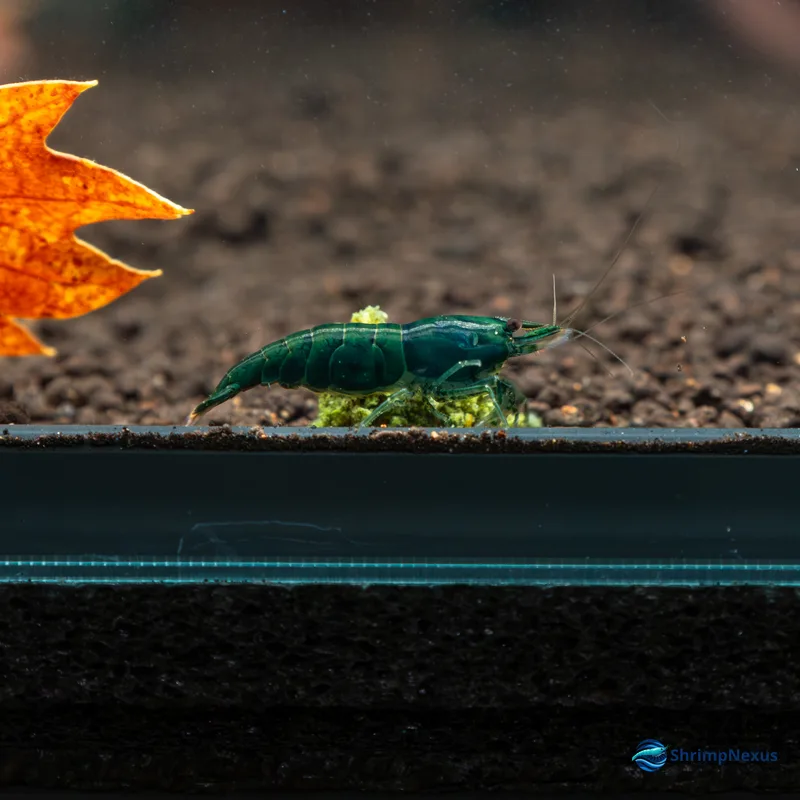 Neocaridina Green Jade (Neocaridina davidi var. Green Jade) - Foto 2 | ShrimpNexus Portugal