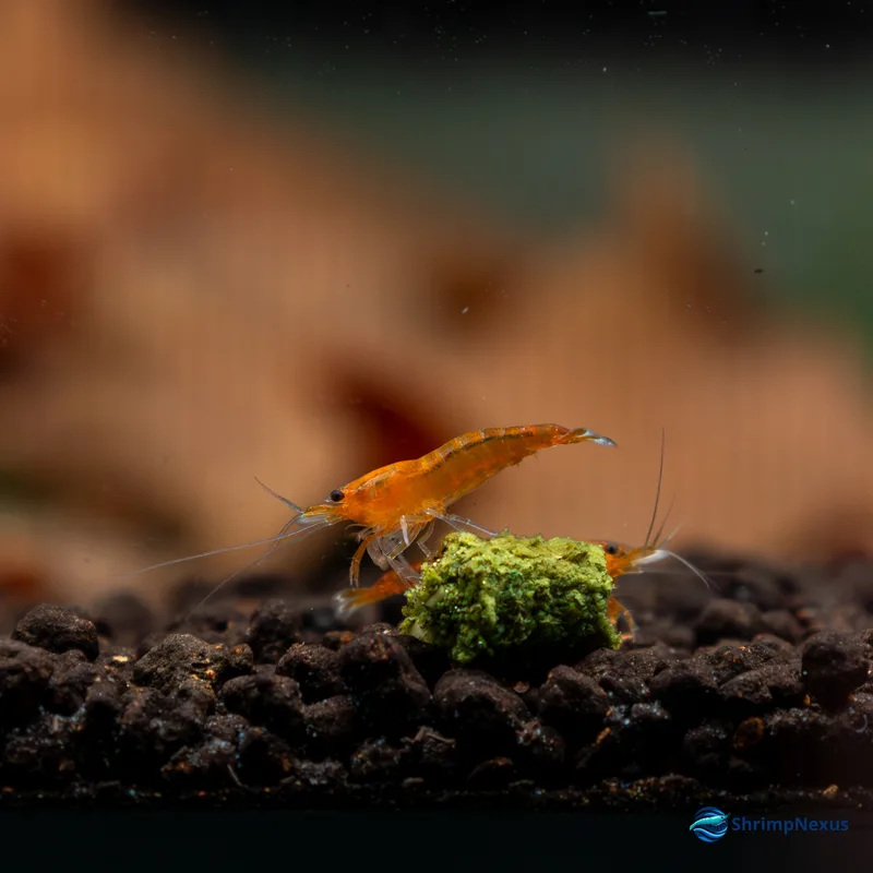 Neocaridina Orange Sakura (Neocaridina davidi var. Orange) - Foto 2 | ShrimpNexus Portugal