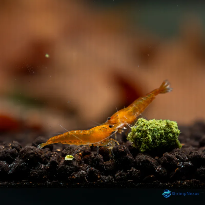 Neocaridina Orange Sakura (Neocaridina davidi var. Orange), Neocaridina. Comprar em Portugal