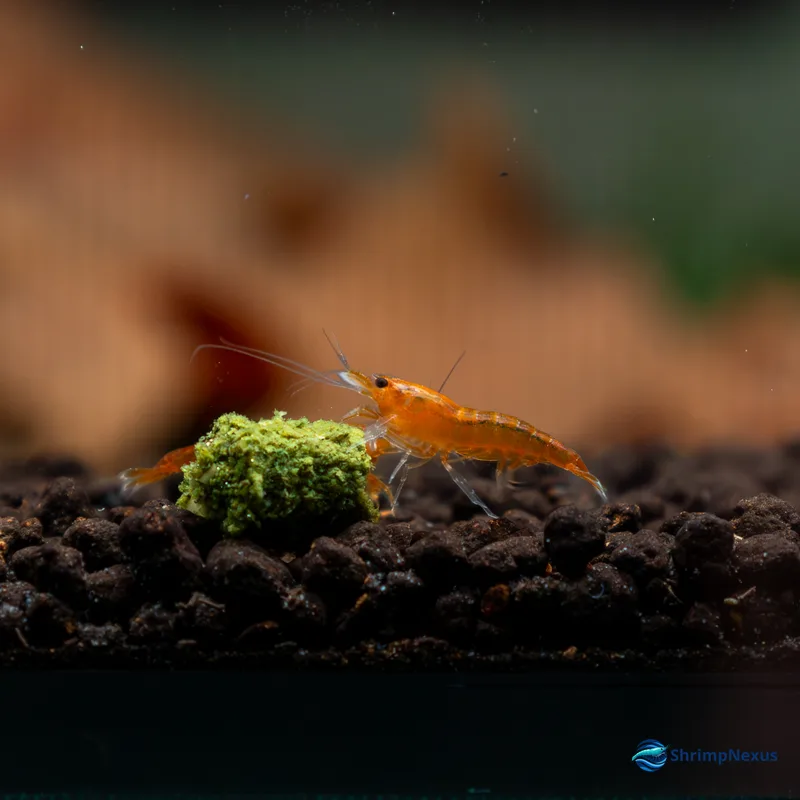 Neocaridina Orange Sakura (Neocaridina davidi var. Orange) - Foto 3 | ShrimpNexus Portugal