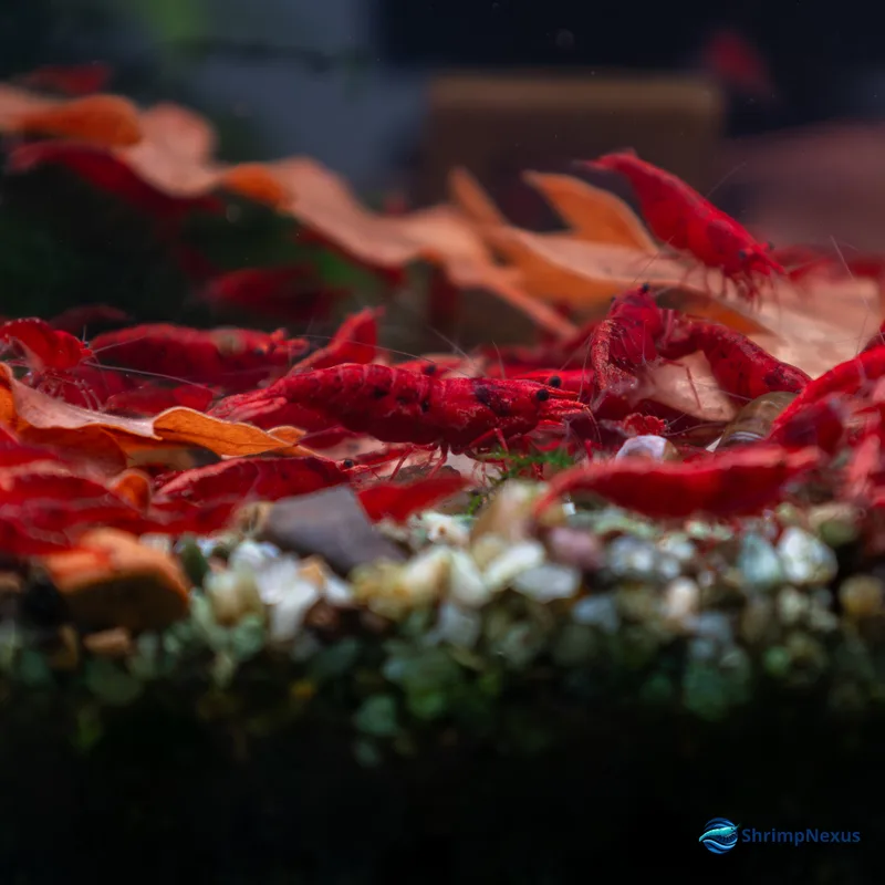 Neocaridina Painted Red (Neocaridina davidi var. Painted Fire Red) - Foto 3 | ShrimpNexus Portugal