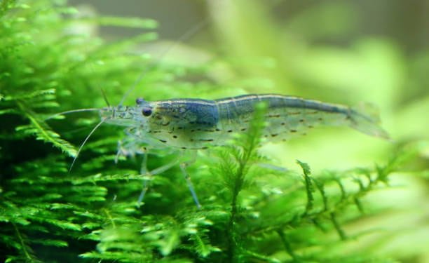 Camarão Amano (Yamato Shrimp) (Caridina multidentata) - Foto 2 | ShrimpNexus Portugal