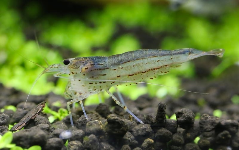 Camarão Amano (Yamato Shrimp) (Caridina multidentata) - Comprar em Portugal | ShrimpNexus