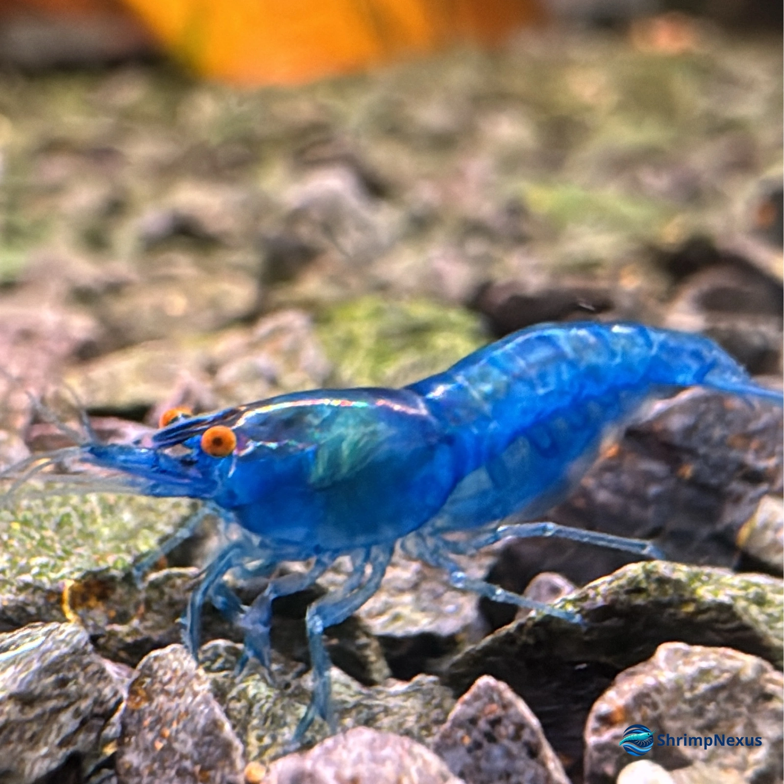 Blue Dream OE (Neocaridina davidi var. Blue OE), Neocaridina OE. Comprar em Portugal