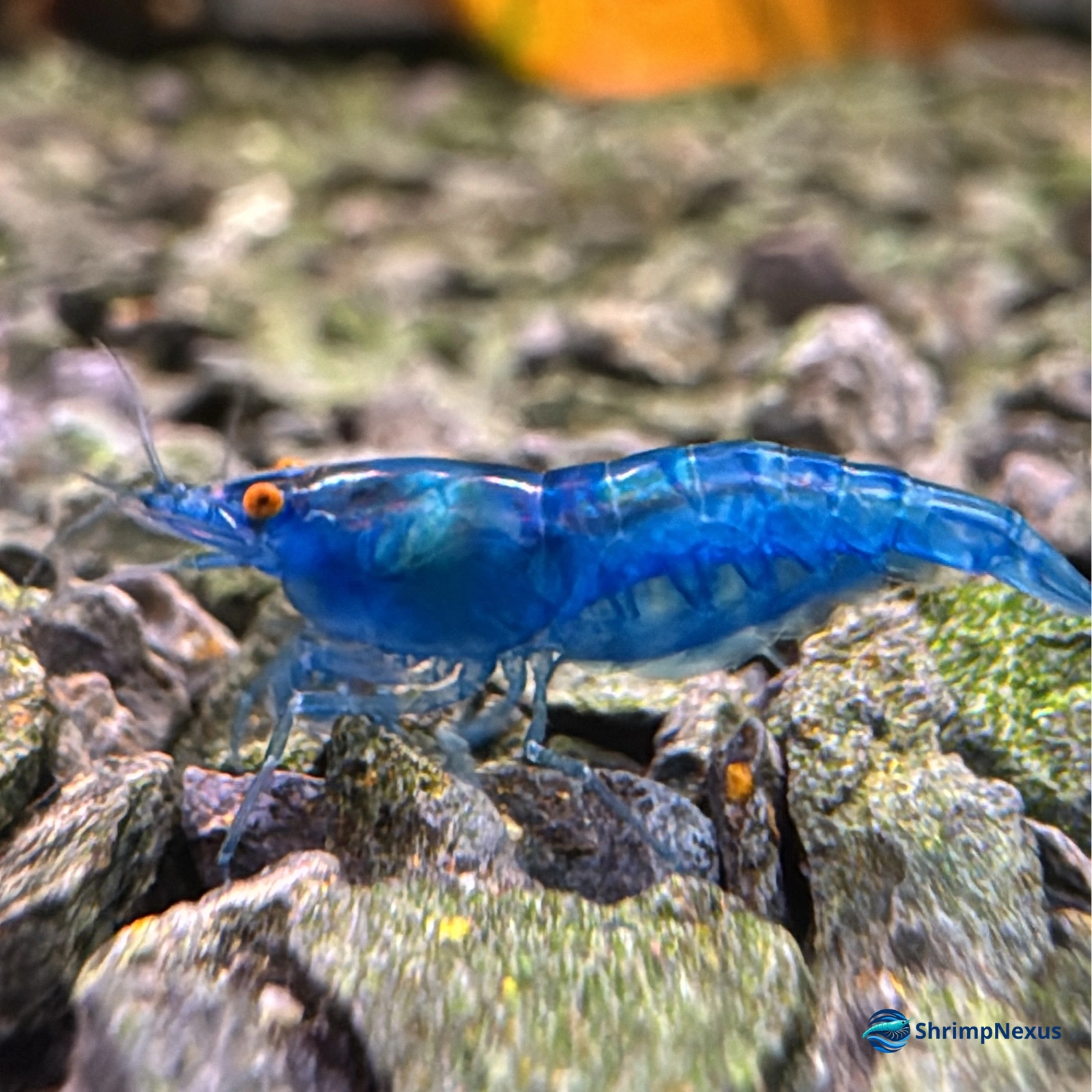 Blue Dream OE (Neocaridina davidi var. Blue OE) - Foto 2 | ShrimpNexus Portugal