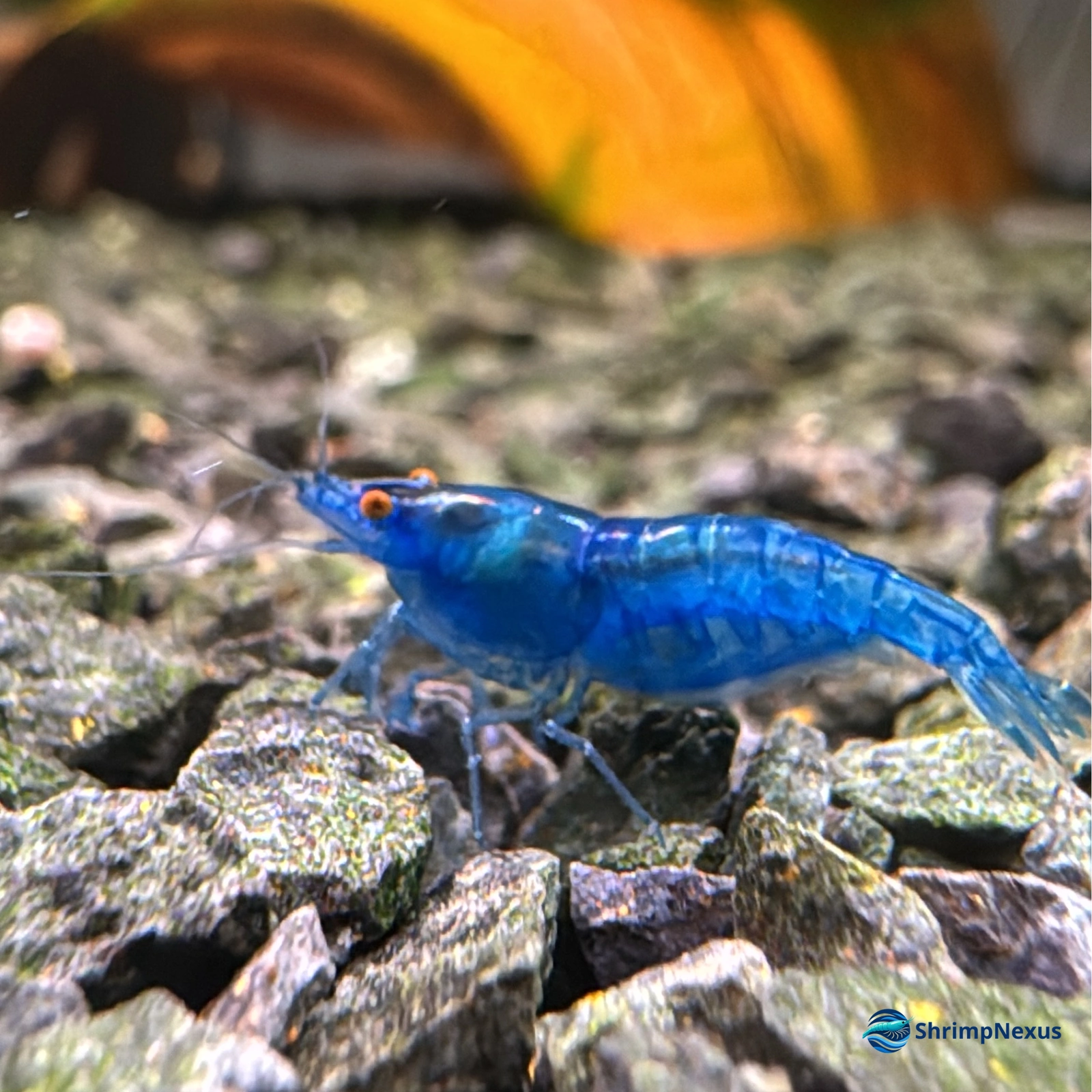 Blue Dream OE (Neocaridina davidi var. Blue OE) - Foto 3 | ShrimpNexus Portugal