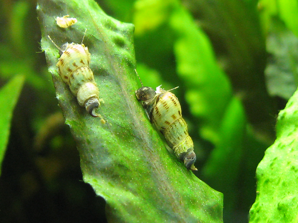 Caracol Trombeta (Melanoides tuberculata) - Foto 2 | ShrimpNexus Portugal