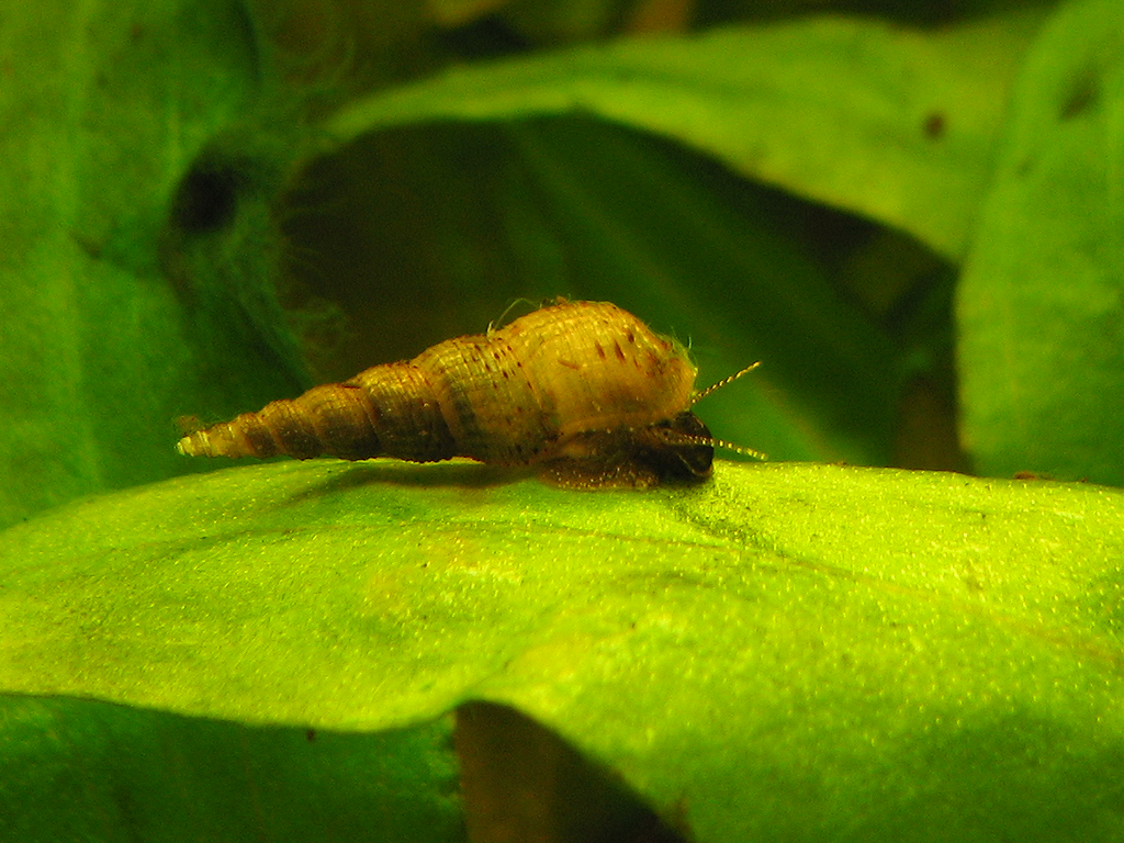 Caracol Trombeta (Melanoides tuberculata) - Comprar em Portugal | ShrimpNexus