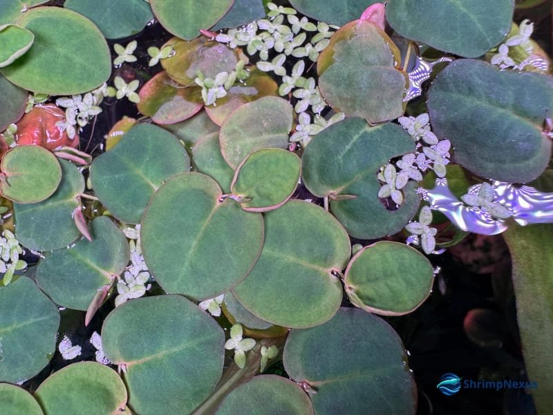 Pormenor das folhas arredondadas de Phyllanthus fluitans