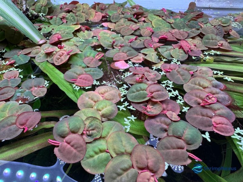 Red Root Floater com folhas verdes e avermelhadas no aquário da ShrimpNexus