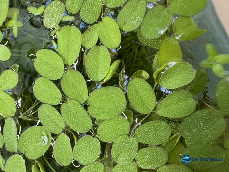 Pormenor da textura das folhas de Salvinia minima