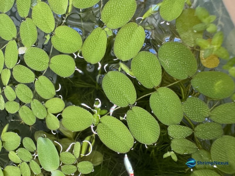 Conjunto de Salvinia minima no aquário da ShrimpNexus