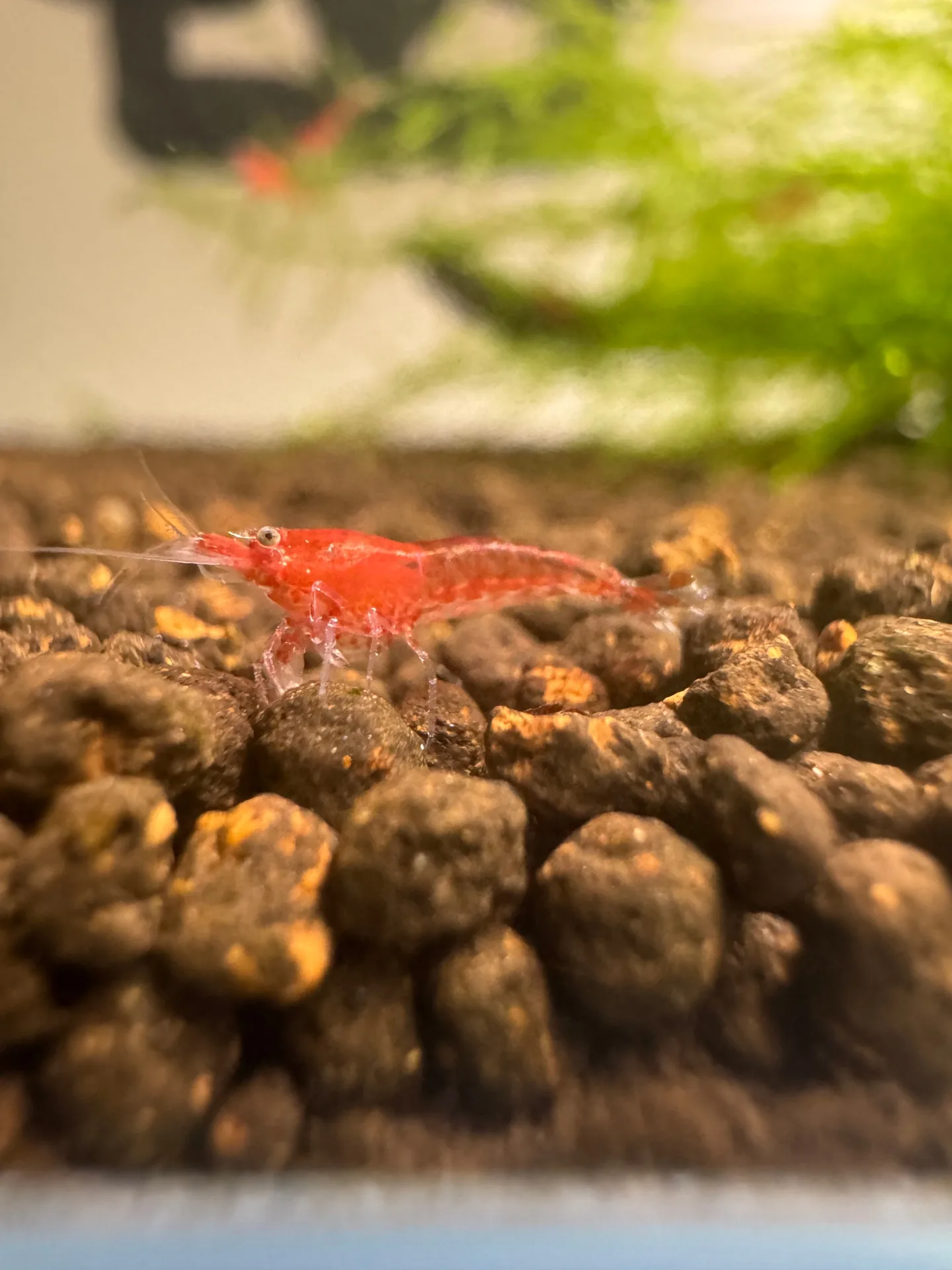 Neocaridina Red Cherry (Neocaridina davidi var. Red) - Foto 2 | ShrimpNexus Portugal